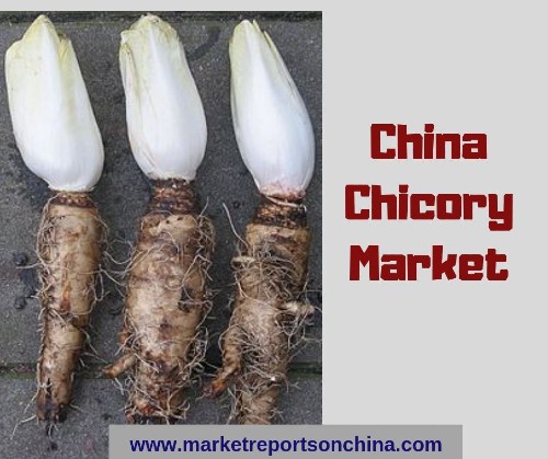 China Chicory Market 1