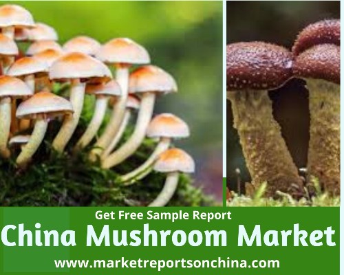 China Mushroom Market 1
