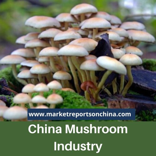 China mushroom Industry 1